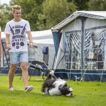 It wiid - Honden toegestaan op camping